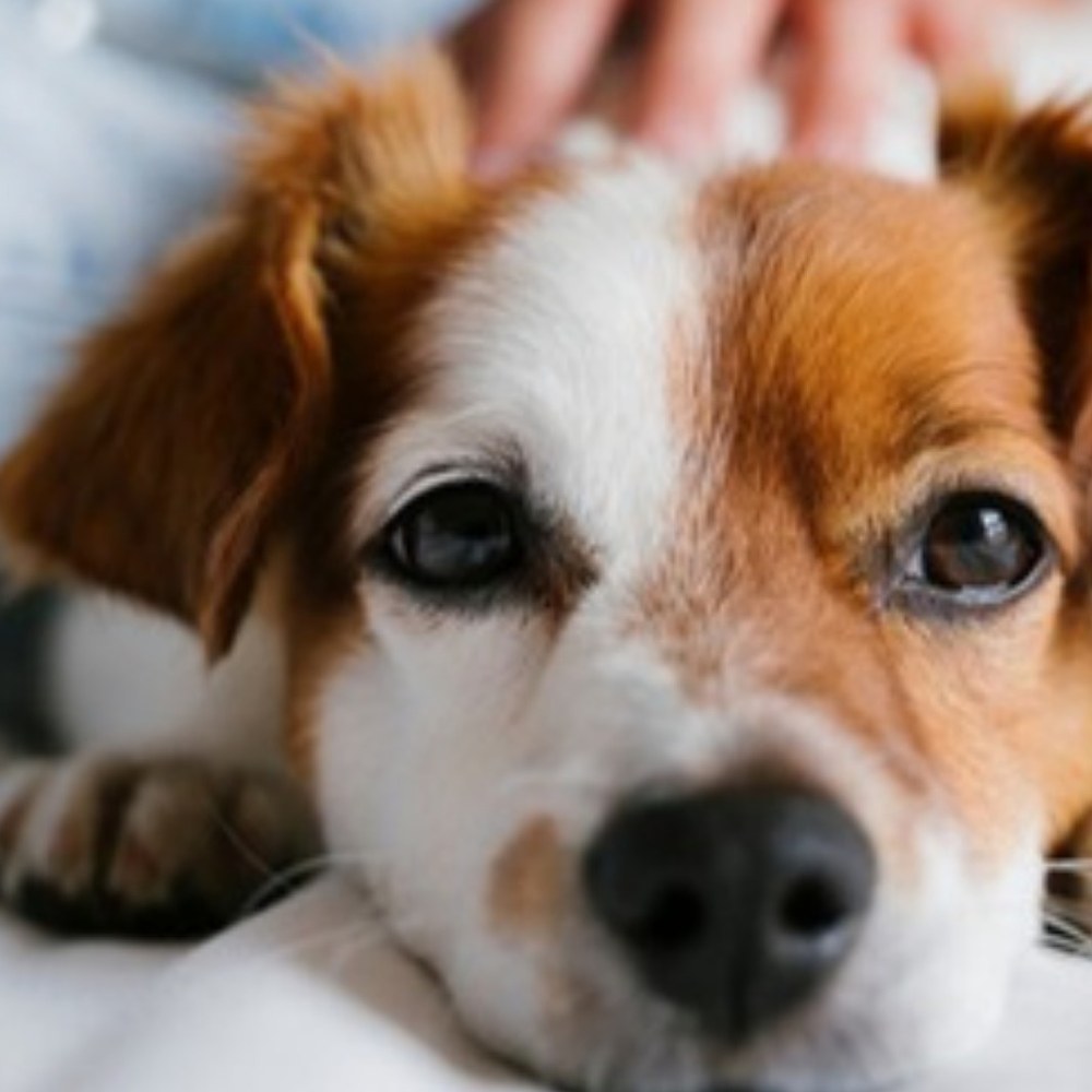 Mascota descansando, acompañada con amor
