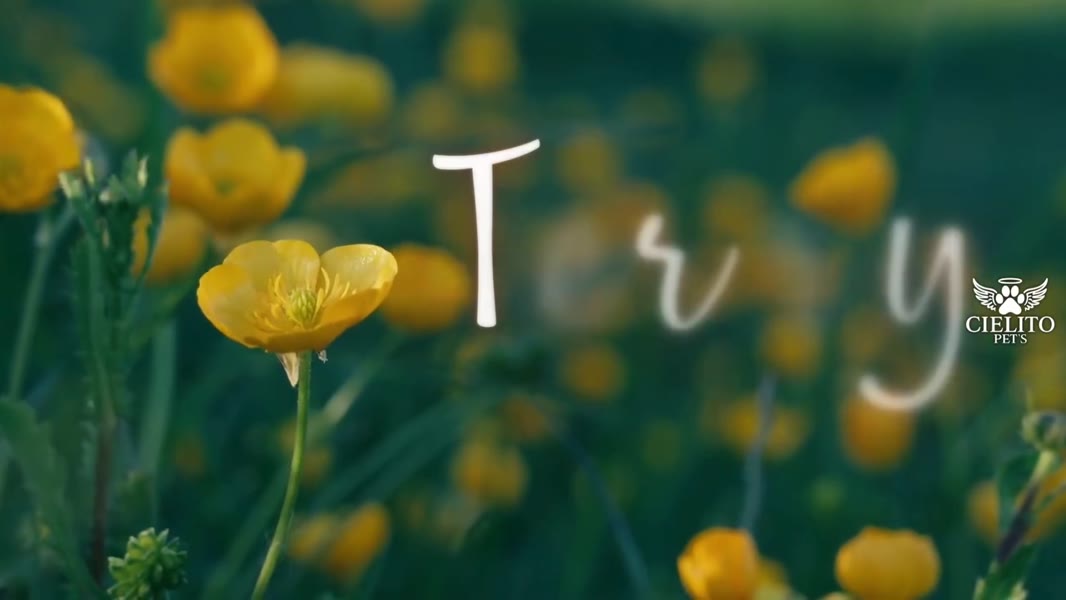 Homenaje en video